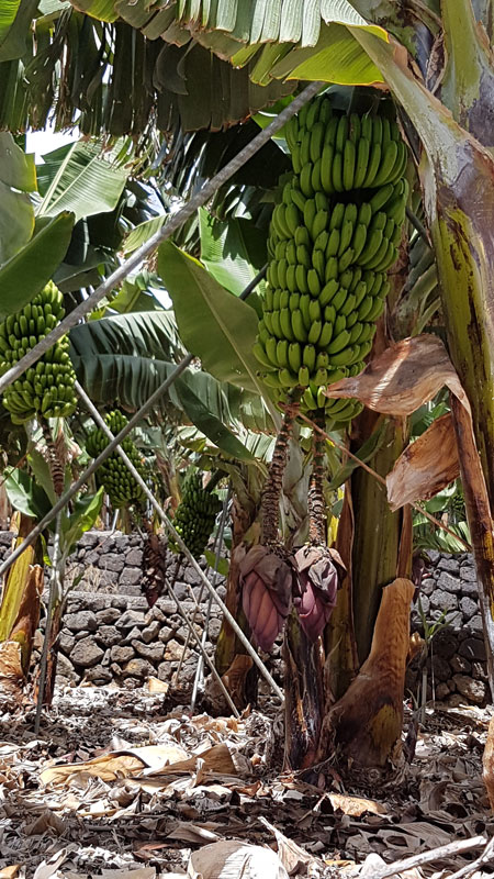 Eine Bananenstaude wiegt 30 bis 40 kg!