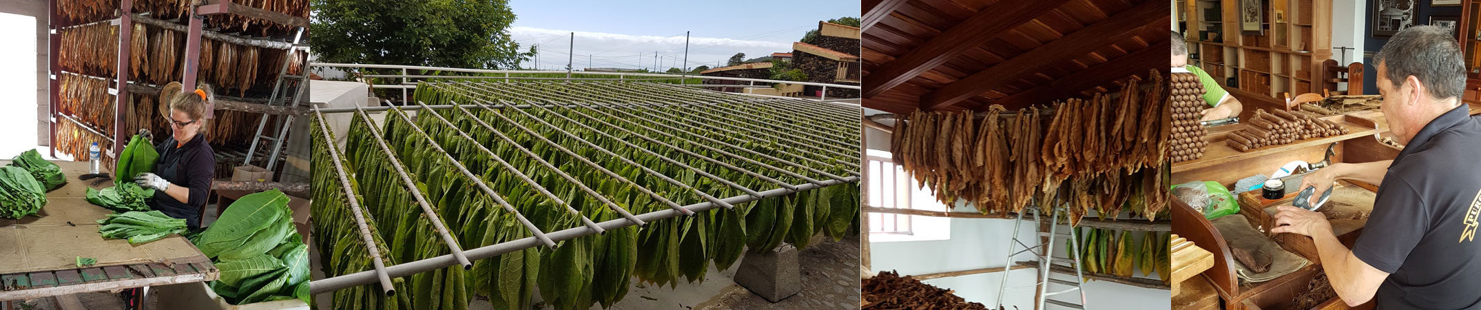 In der Finca El Sitio werden Zigarren vollständig aus Tabak von La Palma hergestellt