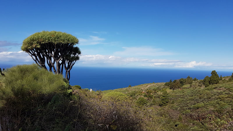 Die imposanten Drachenbäume auf La Palma vor dem azurblauen Atlantik - auch Nahrung für das Herz