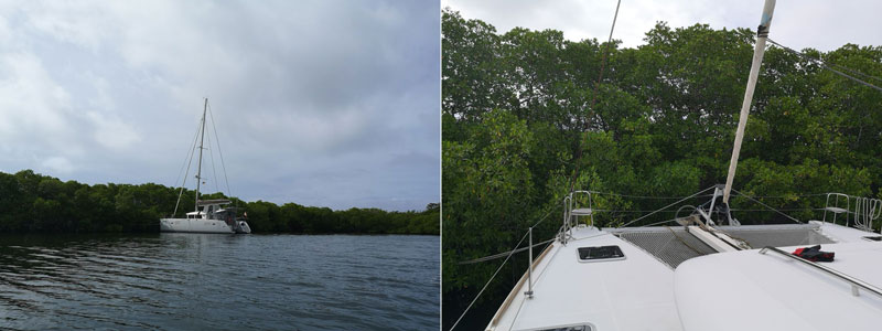 Vairea - sicher in den Mangroven vertäut