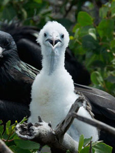 Fregattevogel-Küken auf Barbuda