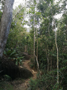 Nature Trail in der Magens Bay auf St. Thomas