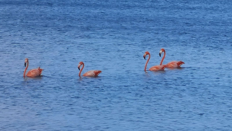 In Bonaire ist Herr Murphy an Bord