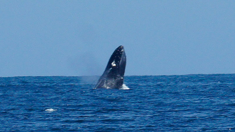 Wale vor Samana
