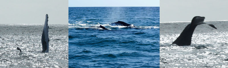 Wale in Samana