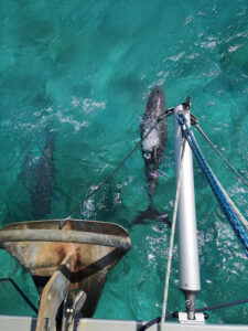 Delfine begleiten uns ein Stück in der Bucht von Acklins