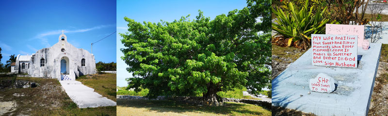 Kapok Baum
