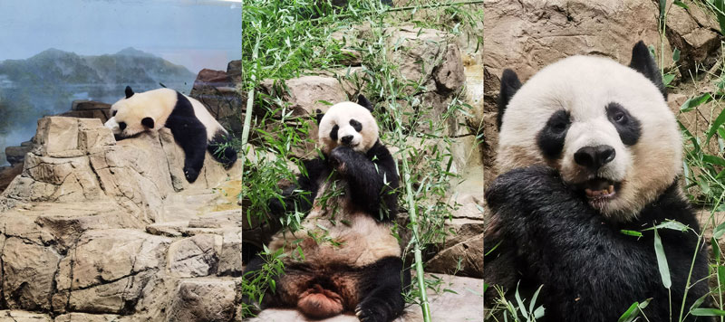 Grosse Pandas im Zoo Washington